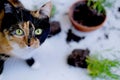 Beautiful brown tricolor domestic cat turned indoor flowers, scattered earth from pots, gnawed plants, looks guiltily, concept of