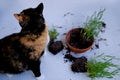 Beautiful brown tricolor domestic cat turned indoor flowers, scattered earth from pots, gnawed plants, looks guiltily, concept of