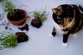 Beautiful brown tricolor domestic cat turned indoor flowers, scattered earth from pots, gnawed plants, looks guiltily, concept of