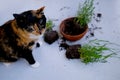 Beautiful brown tricolor domestic cat turned indoor flowers, scattered earth from pots, gnawed plants, looks guiltily, concept of