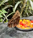 Beautiful brown tropical butterfly eating fruits in Botanic Garden in Costa Rica