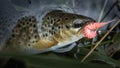 A beautiful brown trout is caught fly fishing. Royalty Free Stock Photo