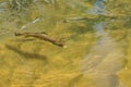 Beautiful brown trout caught by fly fishing Royalty Free Stock Photo