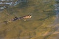 Beautiful brown trout caught by fly fishing Royalty Free Stock Photo