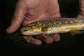 Beautiful brown trout caught by fly fishing Royalty Free Stock Photo