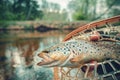 Beautiful brown trout in fishing landing net. Fishing principle of "catch and release Royalty Free Stock Photo