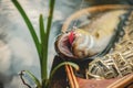 Beautiful brown trout in fishing landing net. Fishing principle of "catch and release Royalty Free Stock Photo