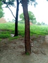 A beautiful brown trunk oof neem tree Royalty Free Stock Photo