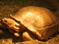 Beautiful brown turtle under light