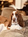 Beautiful brown and white basset hound sitting on a brown couch looking sad Royalty Free Stock Photo
