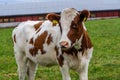 Beautiful brown and white cow in a pasture in Ulsteinvik, Norway