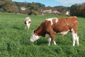 Beautiful brown and white cows grazing fresh green grass in a field on a sunny day Royalty Free Stock Photo