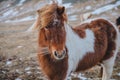 beautiful brown and white furry horse looking at camera on pasture Royalty Free Stock Photo