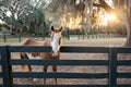 A beautiful brown and white horse behind a fence at sunset in the south with a large oak tree and the setting sun Royalty Free Stock Photo