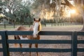 A beautiful brown and white horse behind a fence at sunset in the south with a large oak tree and the setting sun Royalty Free Stock Photo