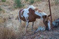 Beautiful brown and white horse eating grass and hay in meadow and green field in summertime alone Royalty Free Stock Photo