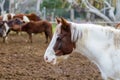 A beautiful Brown and White horse on a farm. The background is in very soft focus and includes several other horses in view