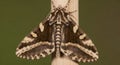 Beautiful Brown and White Moth Resting on a Vertical Stem Royalty Free Stock Photo