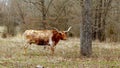 Texas Longhorn beef cow in wooded pasture, chewing the cud, or ruminating.