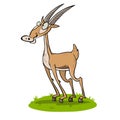 Beautiful brown wild antelope