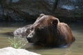 Beautiful brown bear bathing itself in the wild Royalty Free Stock Photo