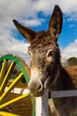 Beautiful brown young donkey waiting for carrots in a farm Royalty Free Stock Photo