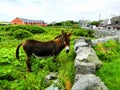 browne donkey ireland landscape