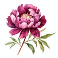 beautiful brownish fuschia Peony clipart illustration