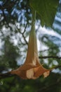 Beautiful brugmansia or angel`s trumpet flowers close-up image Royalty Free Stock Photo