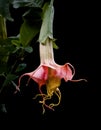 Beautiful Brugmansia Starburst Angel Trumpet on Black