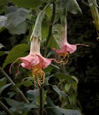 Beautiful Brugmansia Starburst Angel Trumpet Flowers