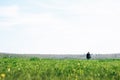 Beautiful brunette girl in windy green field, sunny springtime, Royalty Free Stock Photo