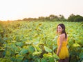 Beautiful brunette woman in sunflower field Royalty Free Stock Photo