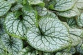 A pretty Brunnera `Jack Frost` plant growing in a garden in the UK.