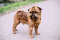 Beautiful Brussels Griffon standing on the path Royalty Free Stock Photo