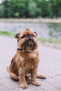 Beautiful Brussels Griffon standing on the path Royalty Free Stock Photo