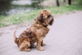 Beautiful Brussels Griffon standing on the path Royalty Free Stock Photo