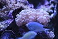 Beautiful Bubble colar among swimming fish in the aquarium Royalty Free Stock Photo