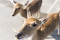 Beautiful buck eating vetgetable, grass or leaf frome hand Royalty Free Stock Photo