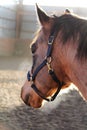 A beautiful buckskin gelding