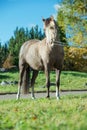 Beautiful buckskin welsh pony mare posing in beautiful place