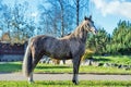 Beautiful buckskin welsh pony posing in nice place