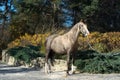 Beautiful buckskin welsh pony posing in nice place