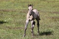 Beautiful Quarter Horse foal on a sunny day in a meadow in Skaraborg Sweden Royalty Free Stock Photo
