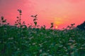 Beautiful buckwheat field