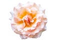 Beautiful bud of a blooming rose with soft pink petals Isolated on a white background Royalty Free Stock Photo