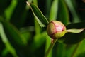 beautiful bud blossom of a peony plant closeup in the garden