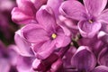 Beautiful bud blossomed of lilacs