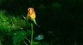 Beautiful bud of light orange Peace Rose on dark green background. Rose Gloria Dei, Gioia or Madame A. Meilland is popular tea Royalty Free Stock Photo