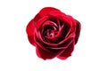 Beautiful bud of a lush red rose on a white background. Scarlet rose buds isolated without background for design. Bright passion